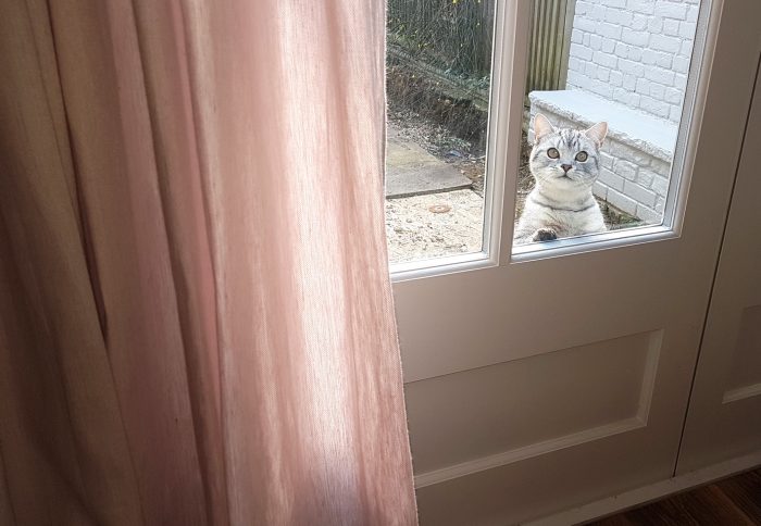 A cat and the curtain
